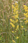 Yellow Spring bedstraw 